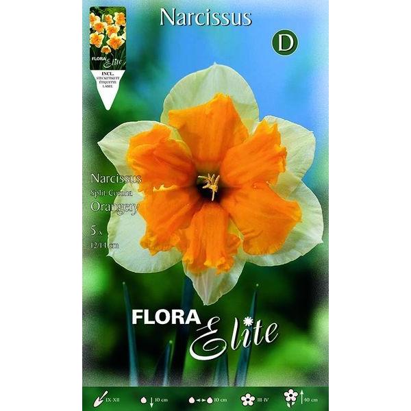 359804 Narcissus Orangery