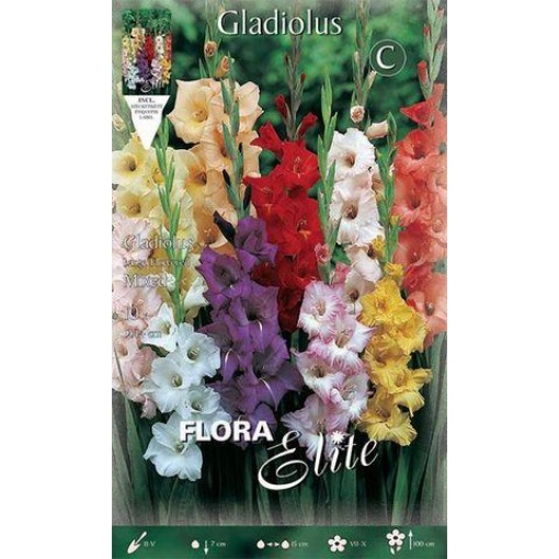 Gladiool Largeflowering