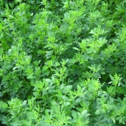 e-Agro: Homepage 14 Τριφυλλόσπορος "Υλίκη" | 25kgr