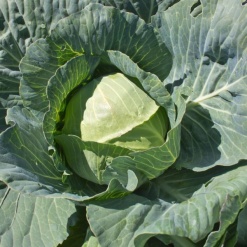 Charmant Cabbage 600x600 1