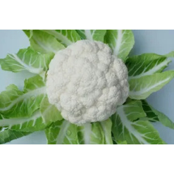 e-Agro: Homepage 19 Alternative view of Κουνουπίδι Akinen F1 | 2500 Σπόρων
