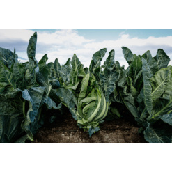 e-Agro: Homepage 17 Alternative view of Κουνουπίδι Torres F1 | 2500 Σπόρων