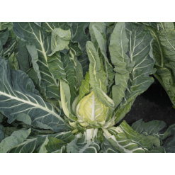 e-Agro: Homepage 21 Alternative view of Κουνουπίδι Karen F1 | 2500 Σπόρων